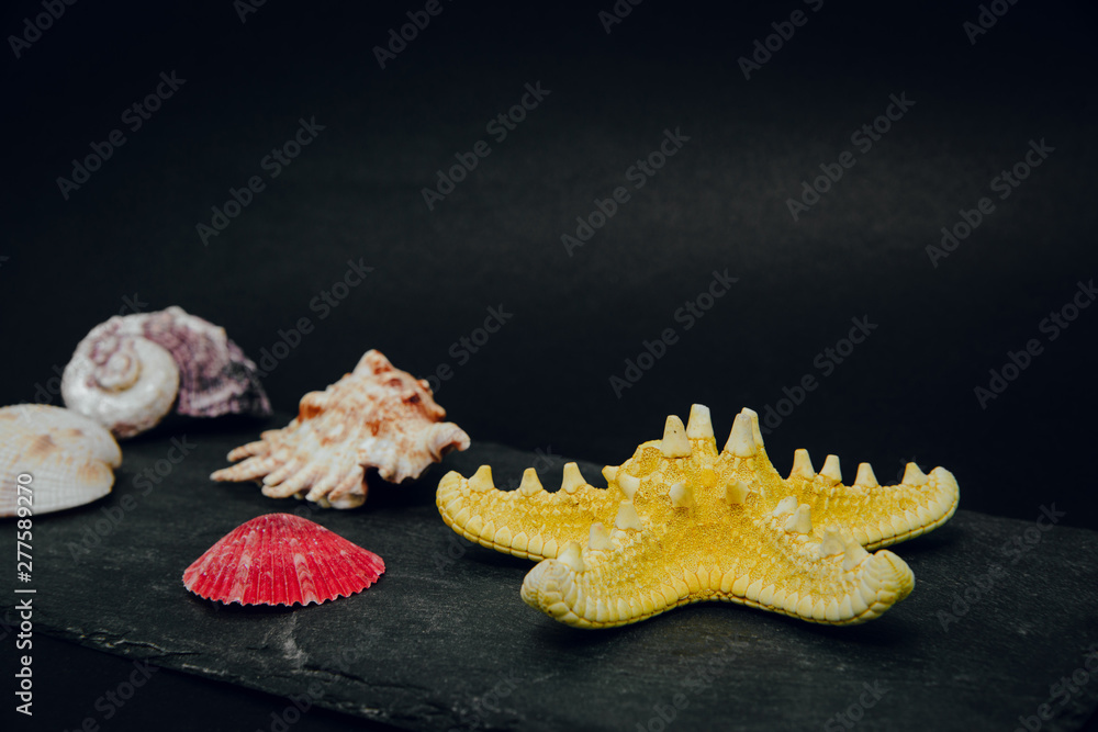 Obraz premium Seashells from the sea on a stone dark background. The concept of holidays and the import of souvenirs from the sea. Returning home from vacation. Sea shells isolated.