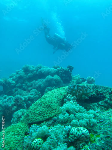 coral reef and scuba diver