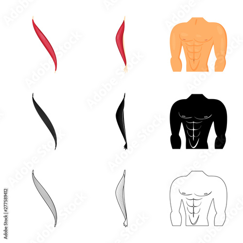 Isolated object of fiber and muscular logo. Set of fiber and body vector icon for stock.