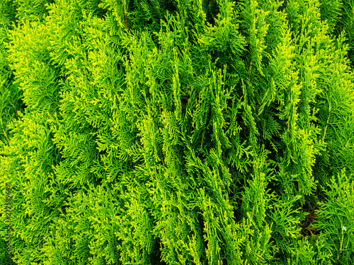 Pattern of leaves of thuja