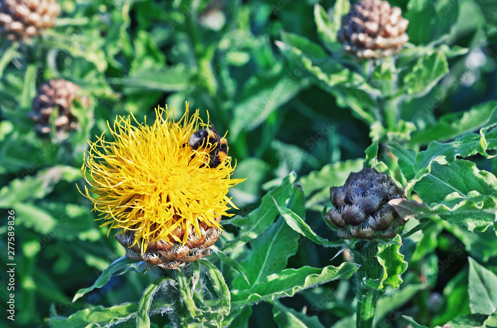 Yellow Giant Cornflower (Сentaurea macrocephala) with a bee collecting pollen. Yellow Giant Cornflower (Сentaurea macrocephala) with a bee collecting pollen.