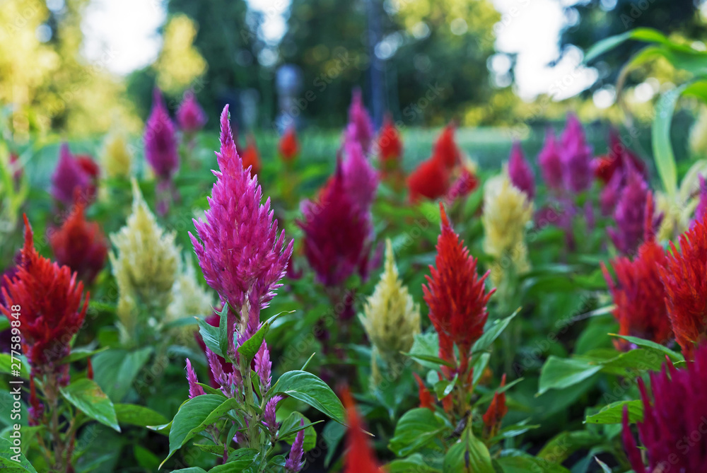 Celosia with a bright color and shape of inflorescences, similar to the flame. Celosia is a garden ornamental plant.