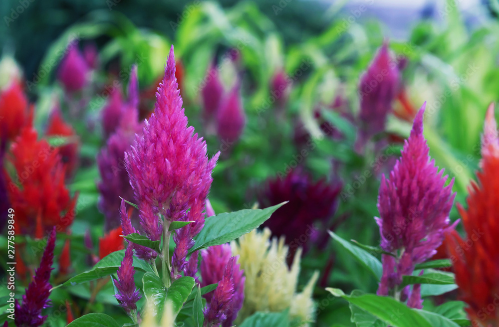 Celosia with a bright color and shape of inflorescences, similar to the flame. Celosia is a garden ornamental plant. Celosia with a bright color and shape of inflorescences, similar to the flame. Celosia is a garden ornamental plant.