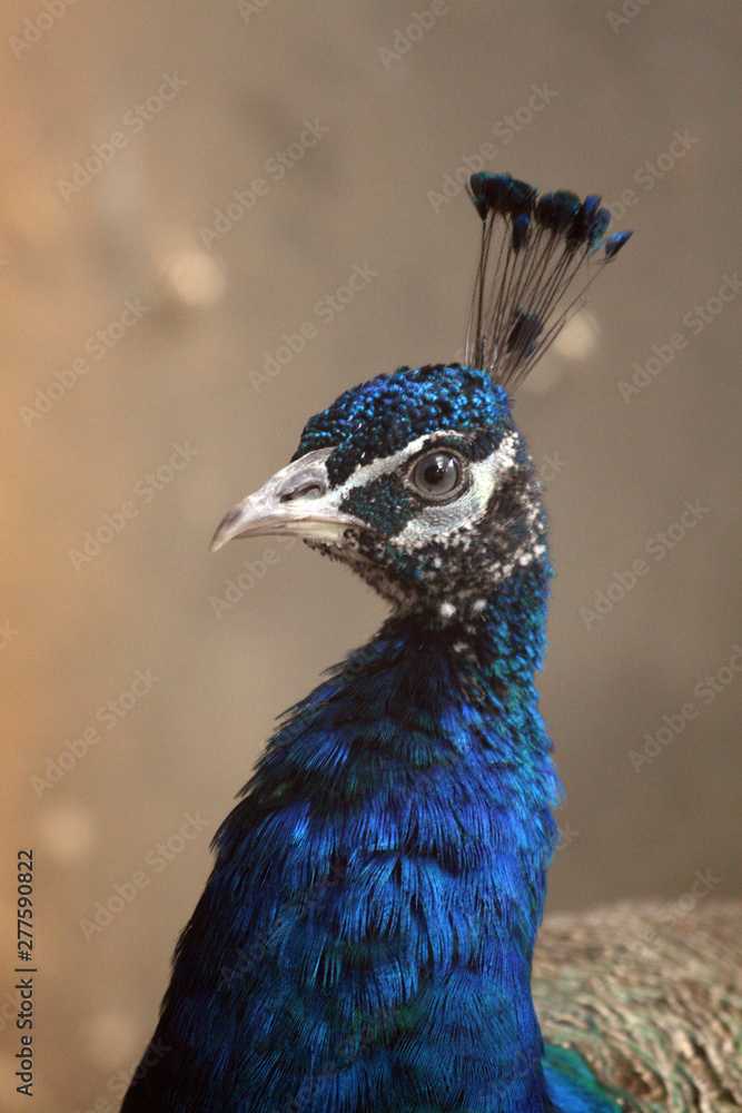 A peacock in a cage on a private farm. A peacock in a cage on a private farm.