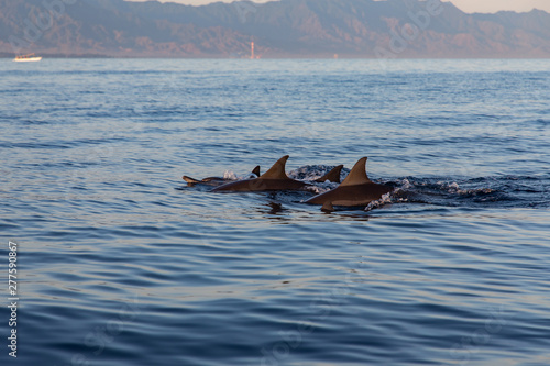 Canvas Print View of a group of wild dolphins swimming in Lovina beach, Bali