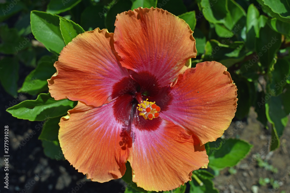 Fototapeta premium red flower