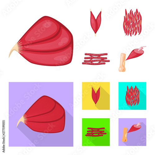 Vector design of fiber and muscular symbol. Set of fiber and body stock symbol for web.
