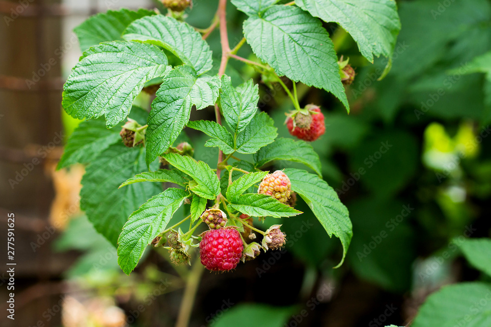 Ripe and soon ripe raspberries on a branch of a raspberry Ripe and soon ripe raspberries on a branch of a raspberry