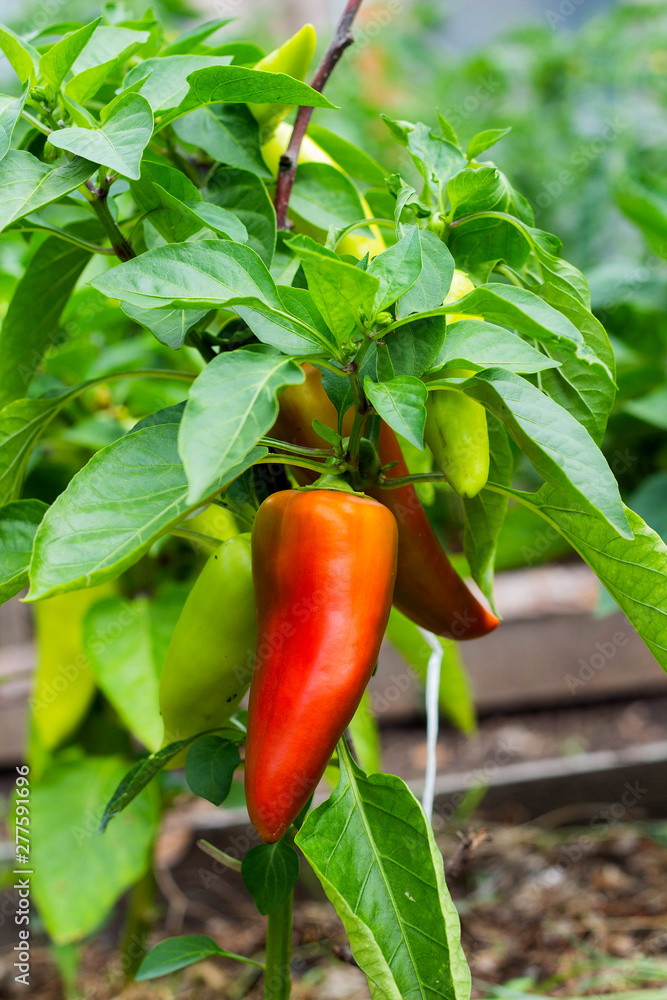 Closeup of ripening peppers in the organic pepper plantation Closeup of ripening peppers in the organic pepper plantation