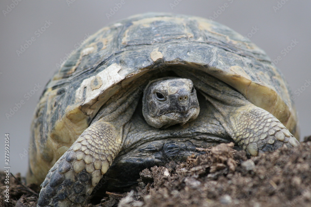 Big turtle in the city. Ankara, Turkey. Big turtle in the city. Ankara, Turkey.