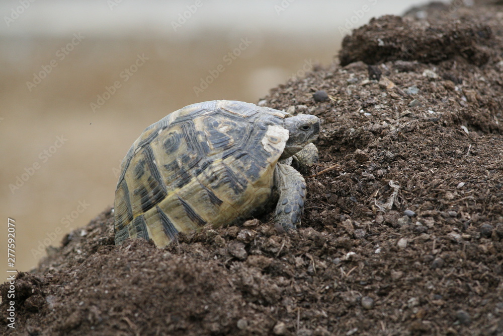 Obraz premium Big turtle in the city. Ankara, Turkey.