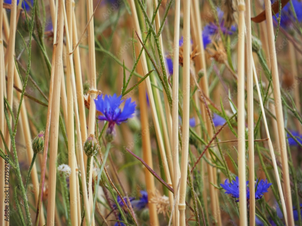 blue flowers in the field