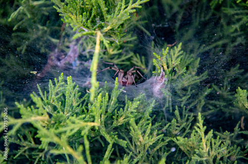 A large spider weaved a web in the juniper bushes