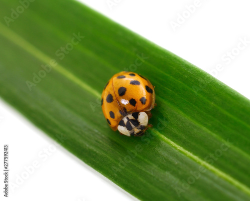 Small ladybird isolated.