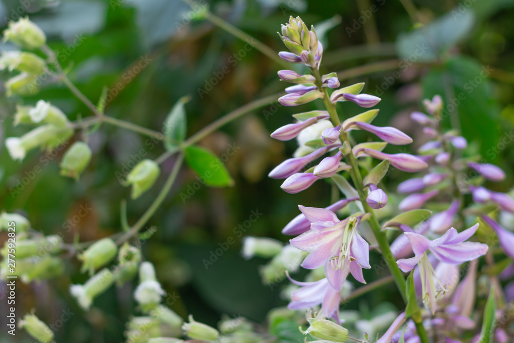 Blooming Hosta Flower in summer garden. Beautiful purple flowers of Hosta Lancifolia on the delicate natural background. Blooming Hosta Flower in summer garden. Beautiful purple flowers of Hosta Lancifolia on the delicate natural background.