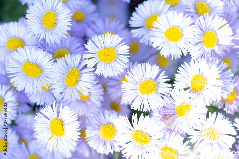 Fototapeta premium Lovely summer blossom daisy flowers background. Close-up