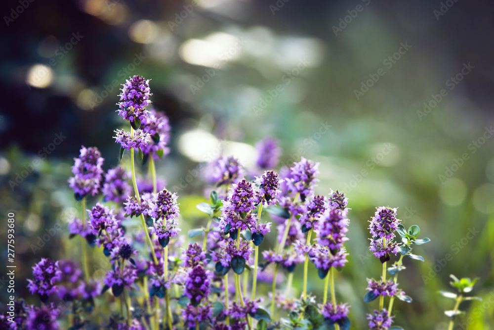 Obraz premium Blooming thyme. Flowers in backlight. Violet flowers on a green background. Great spice.