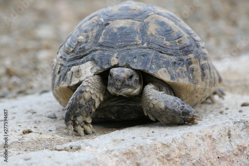 Big turtle in the city. Ankara, Turkey.