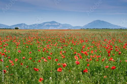 poppy field in the provence  france  europe