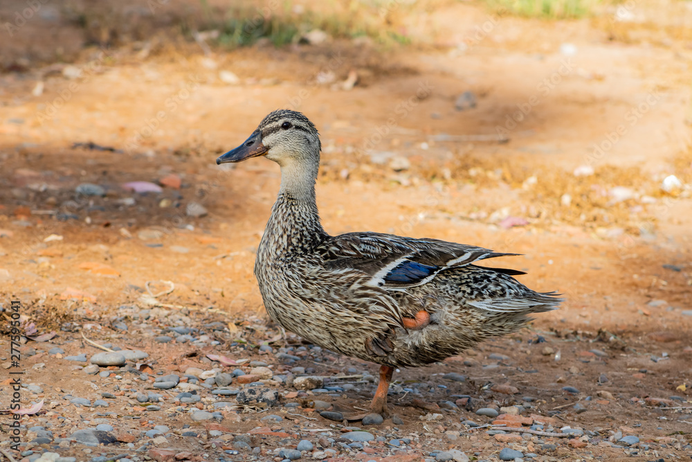 Ducks in freedom Ducks in freedom