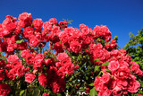 Pink climbing roses on blue sunny sky. Summer background.