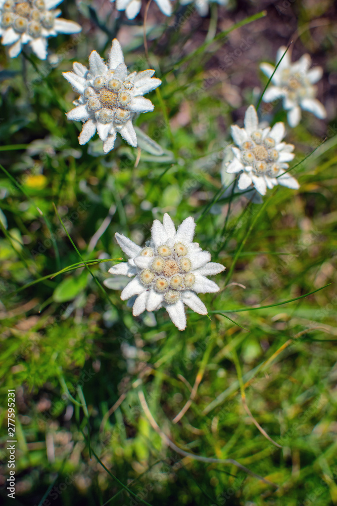 Beautiful edelweiss(Leontopodium nivale) flowers from the path from Beklemeto to Kozya Stena, Troyan Balkan, Bulgaria Beautiful edelweiss(Leontopodium nivale) flowers from the path from Beklemeto to Kozya Stena, Troyan Balkan, Bulgaria