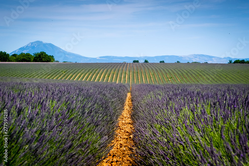 Violet lavender fields in Valensole, provence, france, europe