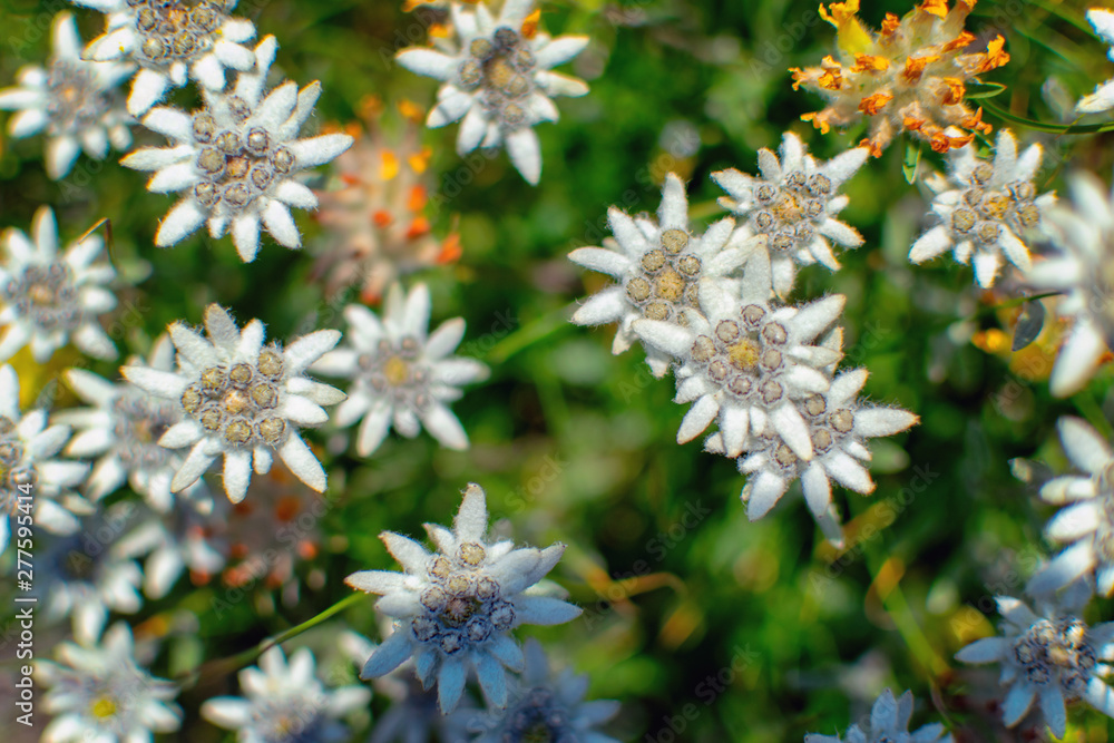 Beautiful edelweiss(Leontopodium nivale) flowers from the path from Beklemeto to Kozya Stena, Troyan Balkan, Bulgaria Beautiful edelweiss(Leontopodium nivale) flowers from the path from Beklemeto to Kozya Stena, Troyan Balkan, Bulgaria