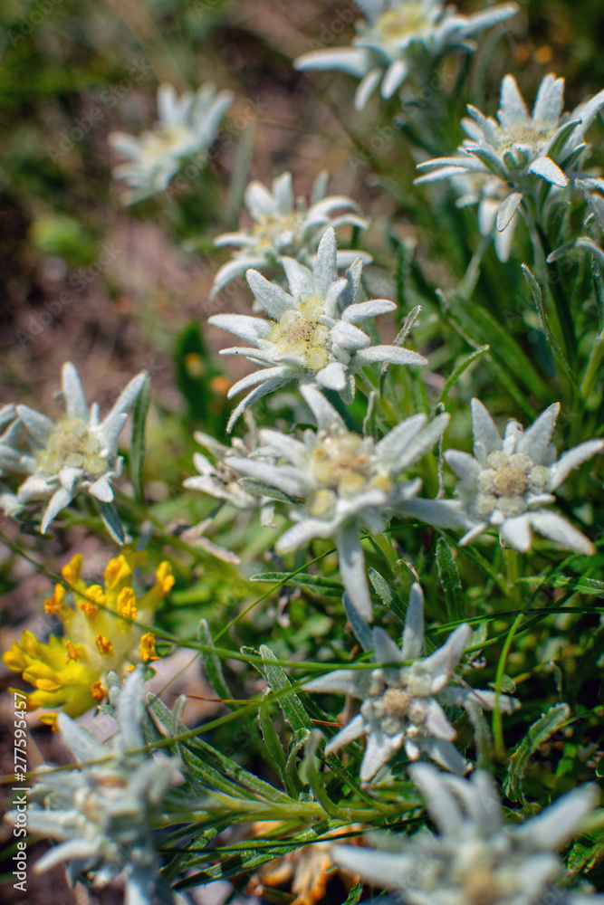 Beautiful edelweiss(Leontopodium nivale) flowers from the path from Beklemeto to Kozya Stena, Troyan Balkan, Bulgaria Beautiful edelweiss(Leontopodium nivale) flowers from the path from Beklemeto to Kozya Stena, Troyan Balkan, Bulgaria