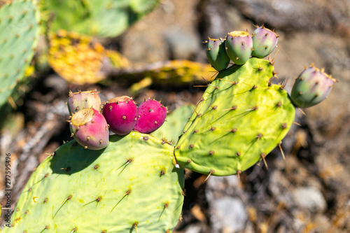 Prickly pear or Opuncy in California rests on the slopes of dry hills photo