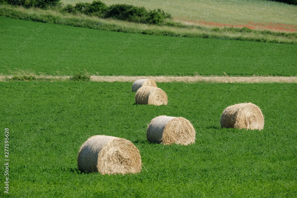 Hay Bale in a green field