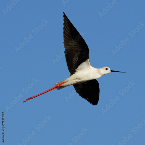 Canvas Print Flying Black-Winged Stilt with Blue Sky