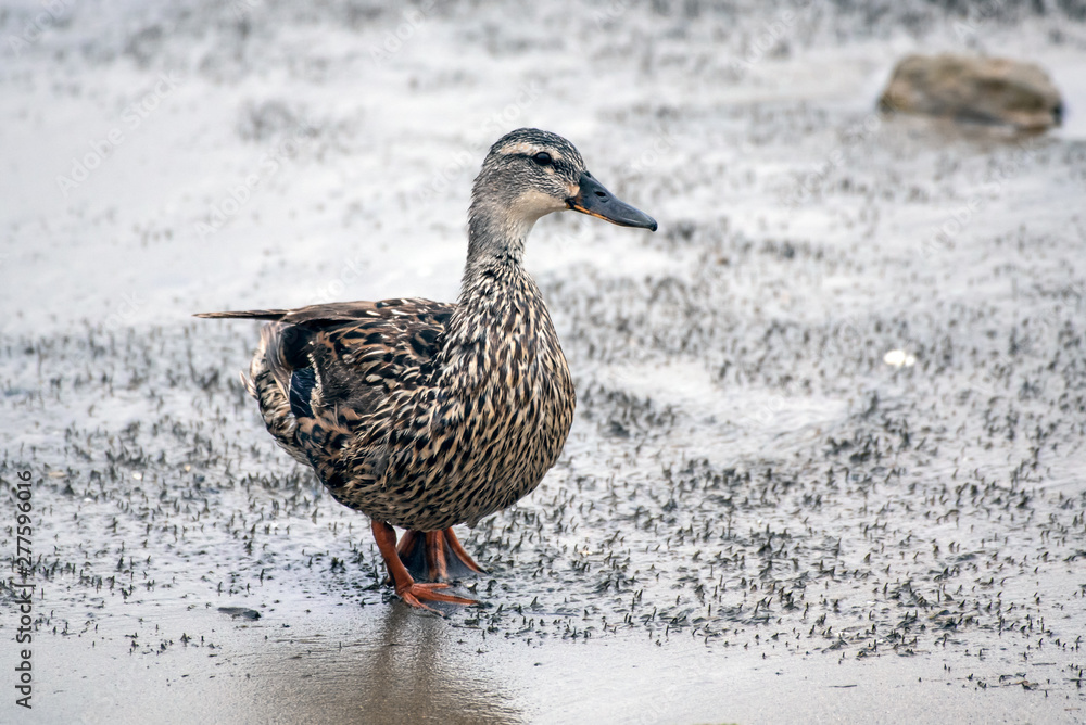 Teal Duck looking across wet and muddy surface of sandy shore during low tide while foraging for food Teal Duck looking across wet and muddy surface of sandy shore during low tide while foraging for food