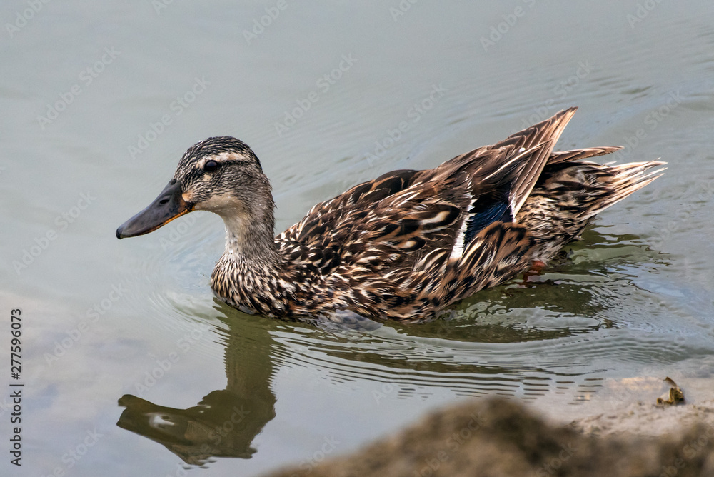 Teal Duck swimming across surface of pond water with water drops rolling off his wet head Teal Duck swimming across surface of pond water with water drops rolling off his wet head