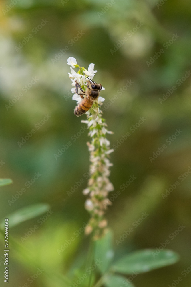 Fototapeta premium Honey Bee reaching into local flora with tongue to extract the pollen while clinging to the delicate flowers.