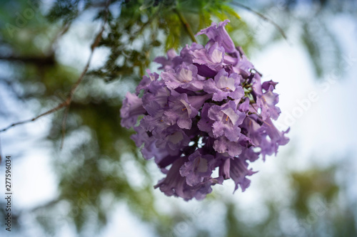 lilac flowers on branch of jakaranda blooming tree