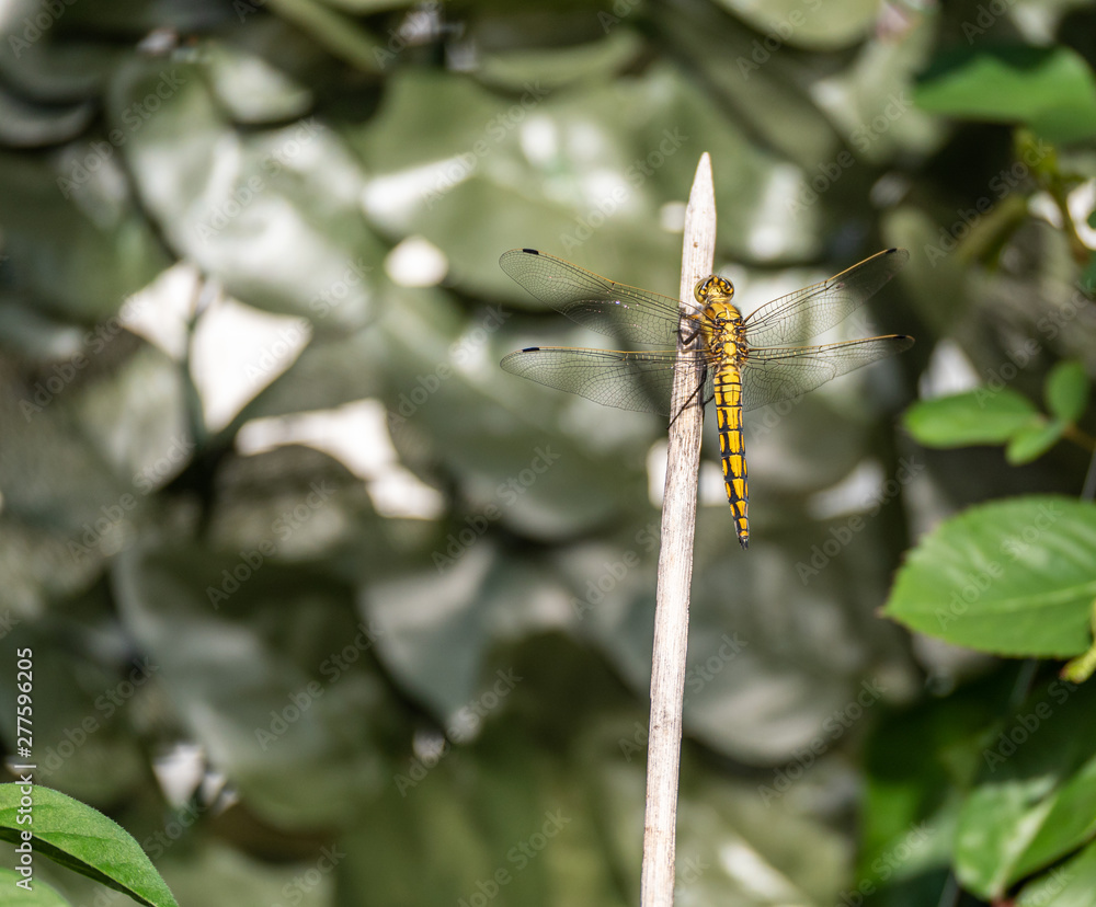 Close up image of beautiful yellow dragon fly Close up image of beautiful yellow dragon fly