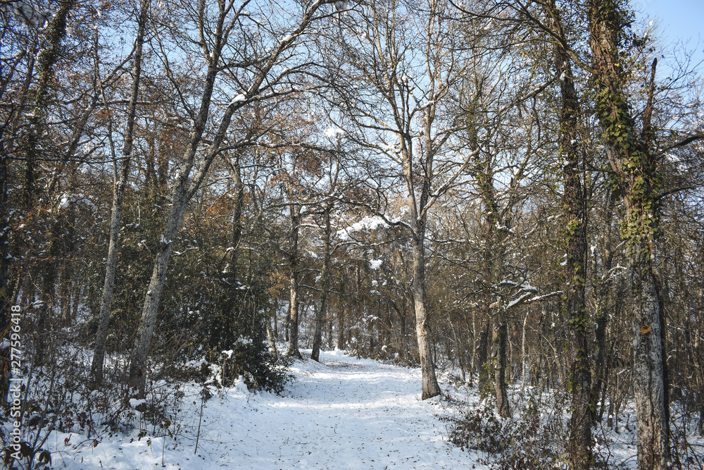 Árboles con nieve en el monte un día de invierno Árboles con nieve en el monte un día de invierno
