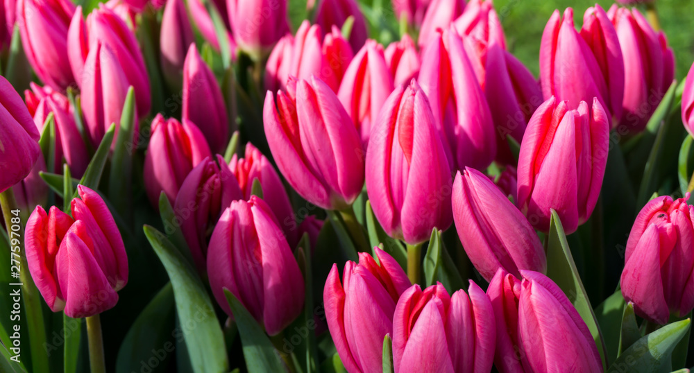 Obraz premium flowers tulips in dutch park wallpaper background