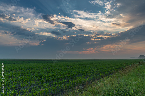 cornfield after a storm