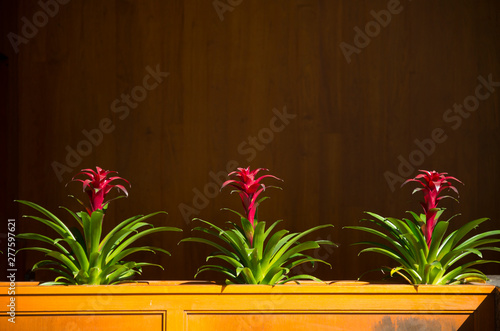 USA, Hawaii, Honolulu.  Ginger flowers in windowbox