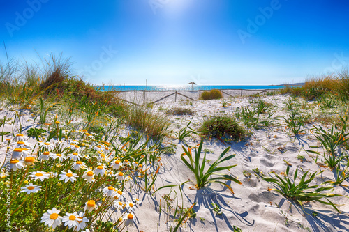 Fototapeta Naklejka Na Ścianę i Meble -  Landscape of grass and flowers in sand dunes on the beach La Cinta