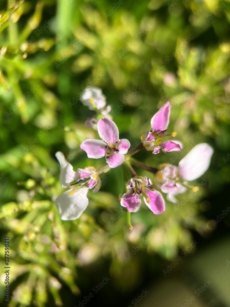 Obraz premium bee on a flower
