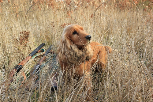 male lion in the grass