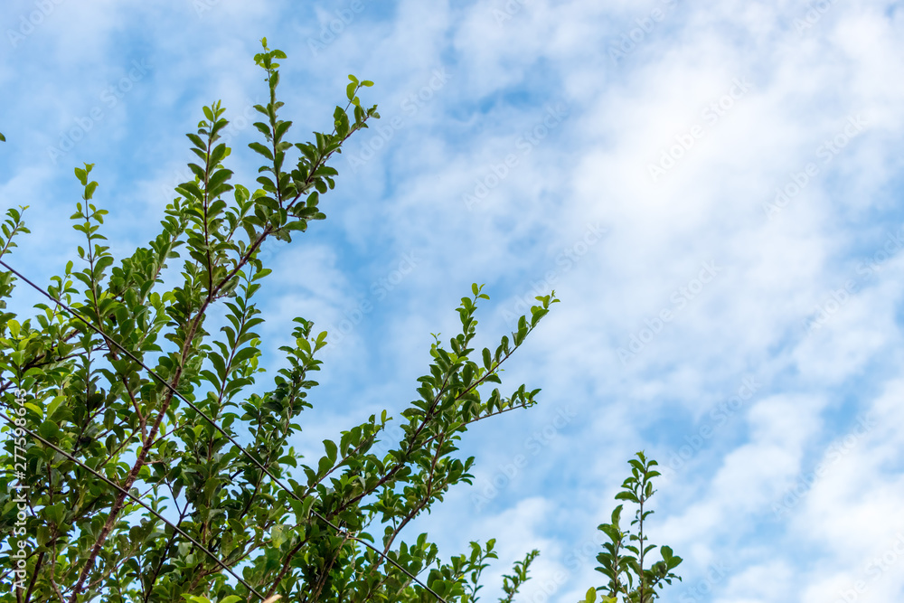 green leaves and blue sky