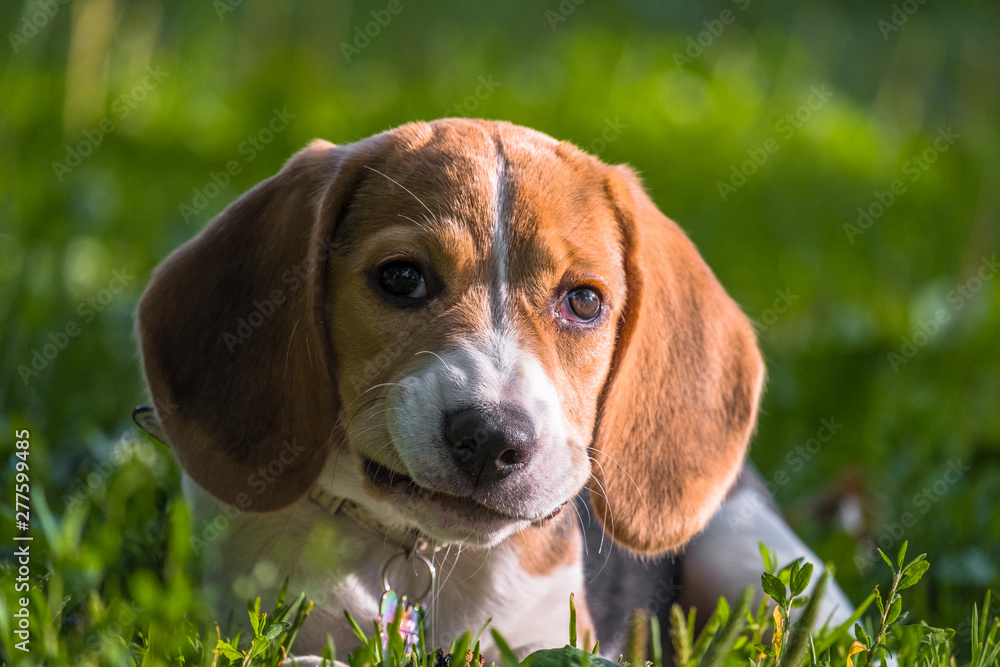 A thoughtful Beagle puppy with a blue leash on a walk in a city park. Portrait of a nice puppy.Eastern Europe.