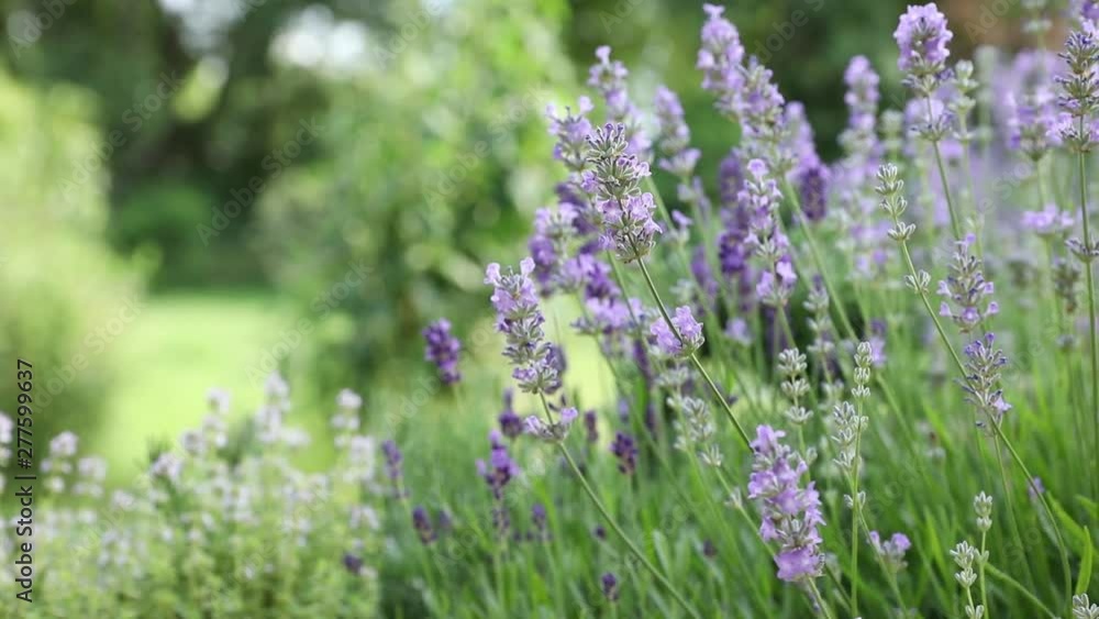 Lavender flowers in a garden Lavender flowers in a garden