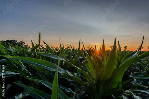 Sunset over a field of corn, leaves lit by the rays of the setting sun