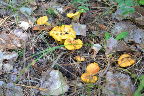 Yellow chanterelles in the forest on the leaves and cones. Cantharellus cibarius