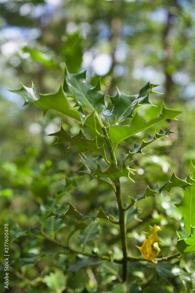 Obraz premium Leaf on a tree
